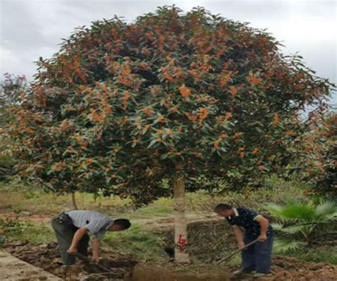  Thịt Cừu Kho Tần Mộc – Hương Vị Bùi Ngậy Hoà Quyện với vị Cay Nồng của Gia Vị Tây Tạng!